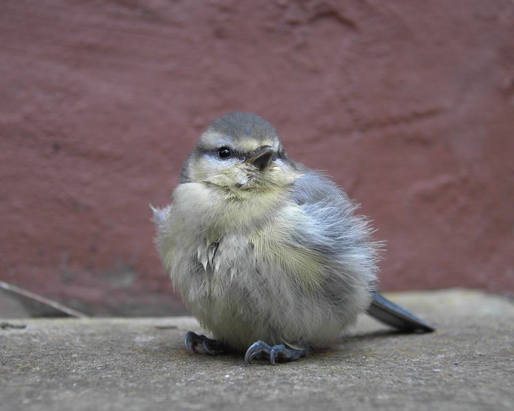 Soubor:Young Parus caeruleus.jpg