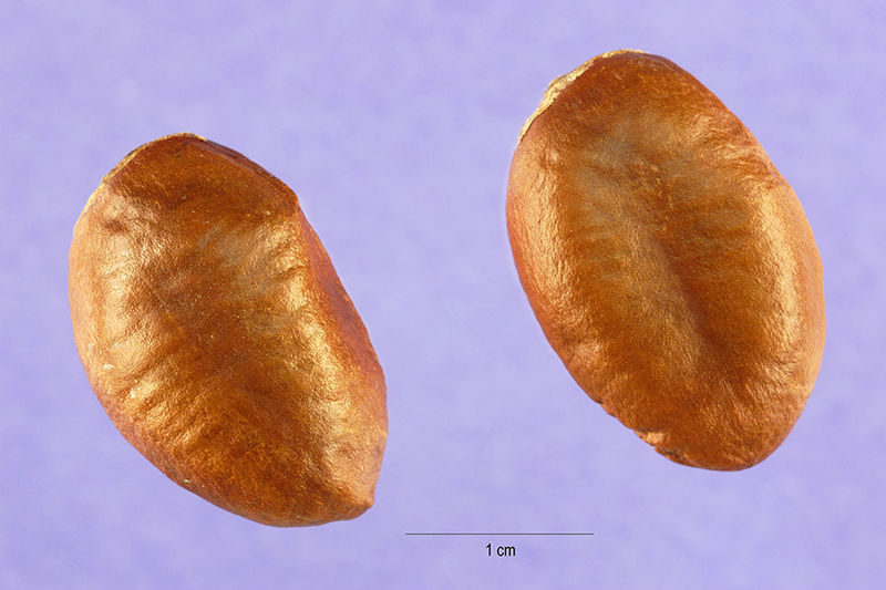 Soubor:Asimina triloba.jpg