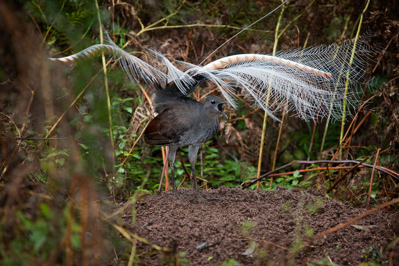 Soubor:Superb Lyrebird mound dance.jpg