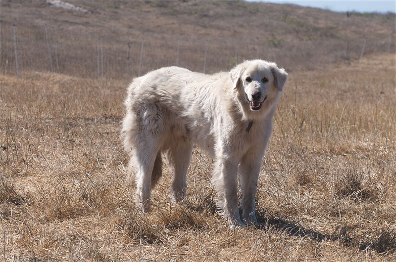 Soubor:Akbash Dog in CA.jpg