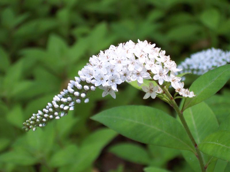 Soubor:Lysimachia clethroides2.jpg