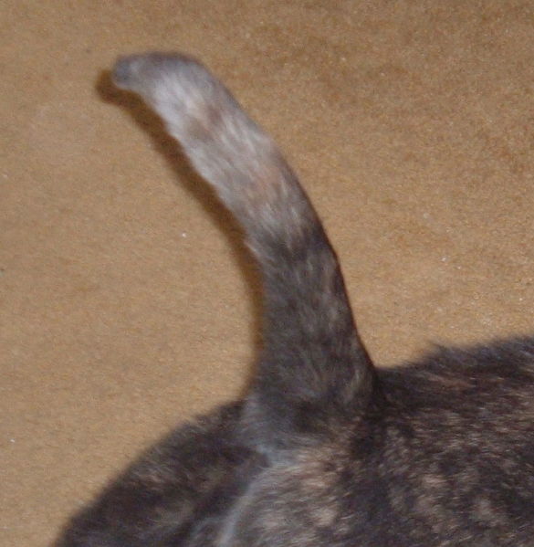 Soubor:Tail.emily.jpg