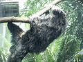 Arctictis binturong02.jpg