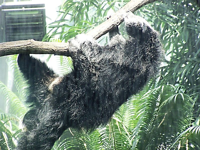 Soubor:Arctictis binturong02.jpg