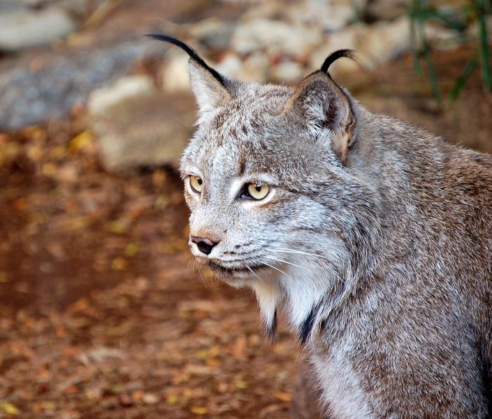 Soubor:Canadian Lynx.jpg