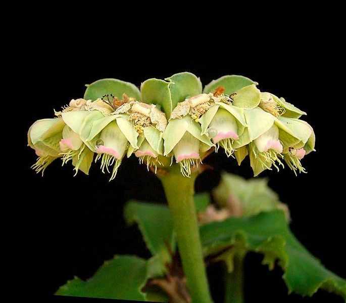 Soubor:Euphorbia biselegans1.jpg