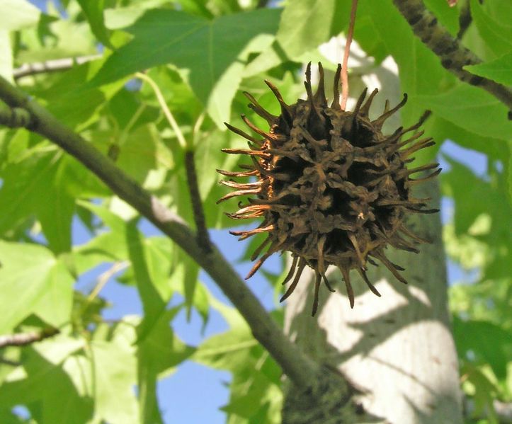 Soubor:Liquidambar-styraciflua-ripen-fruit.jpg