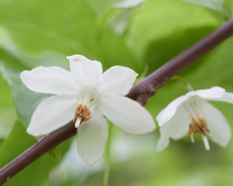 Soubor:Sinojackia rehderiana fleurs2.jpg