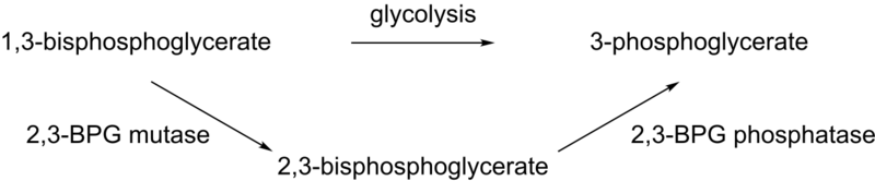 Soubor:Bisphosphoglycerate metabolism.png