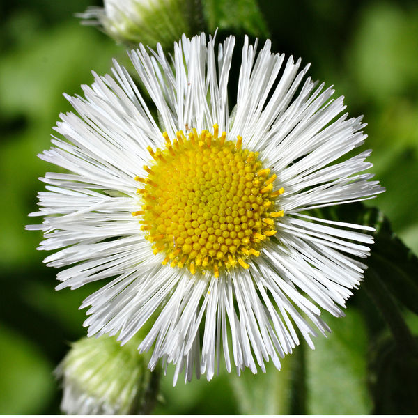 Soubor:Erigeron annuus thegreenj.jpg