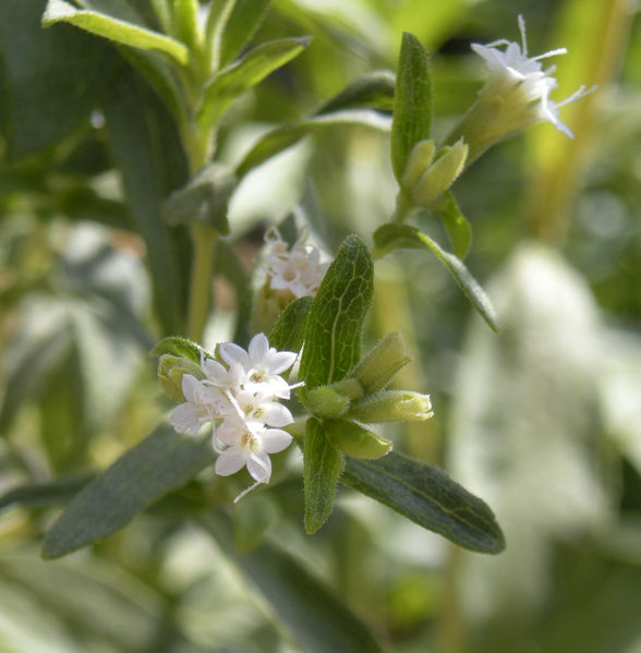 Soubor:Stevia rebaudiana flowers.jpg