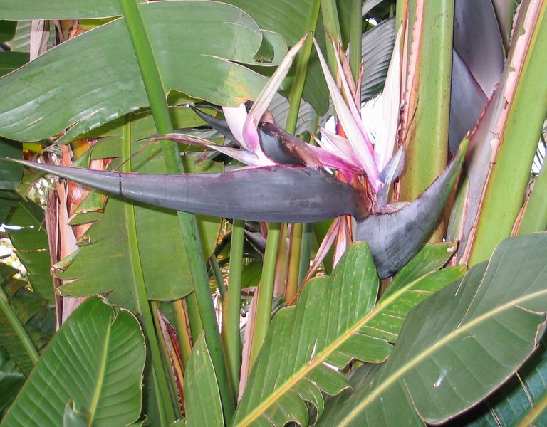 Soubor:Strelitzia nicolai.jpg