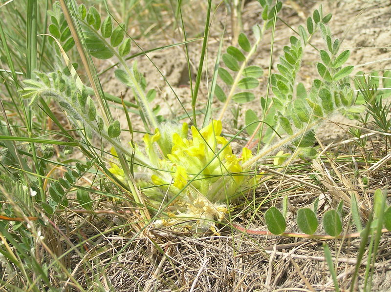 Soubor:Astragalus exscapus.JPG