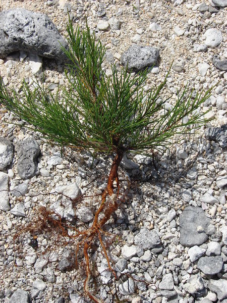 Soubor:Starr 080603-5756 Casuarina equisetifolia.jpg