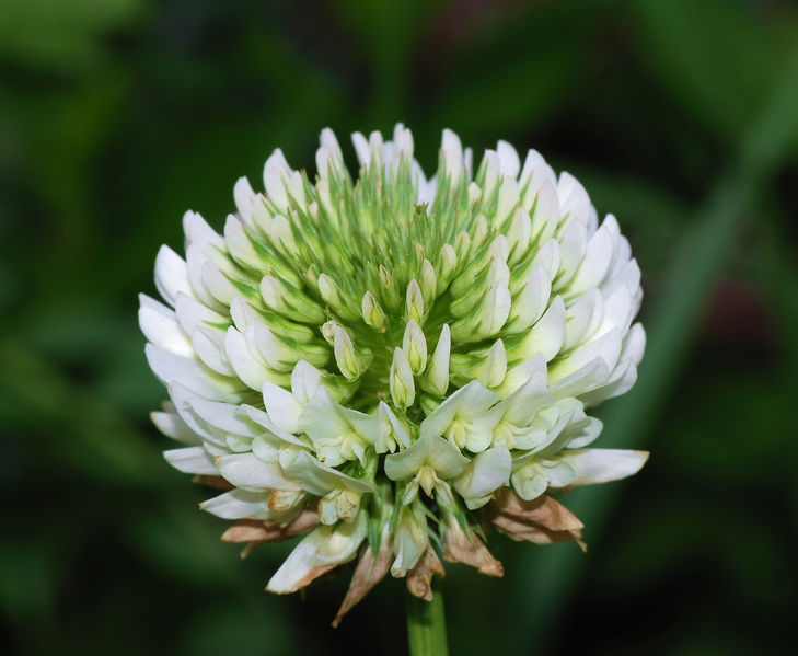 Soubor:Trifolium March 2008-1.jpg