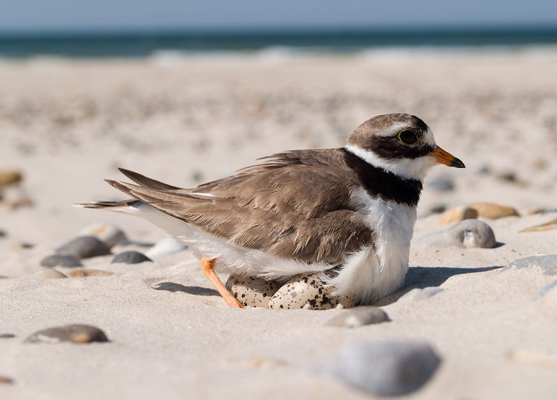 Soubor:Charadrius hiaticula 3 breeding.jpg