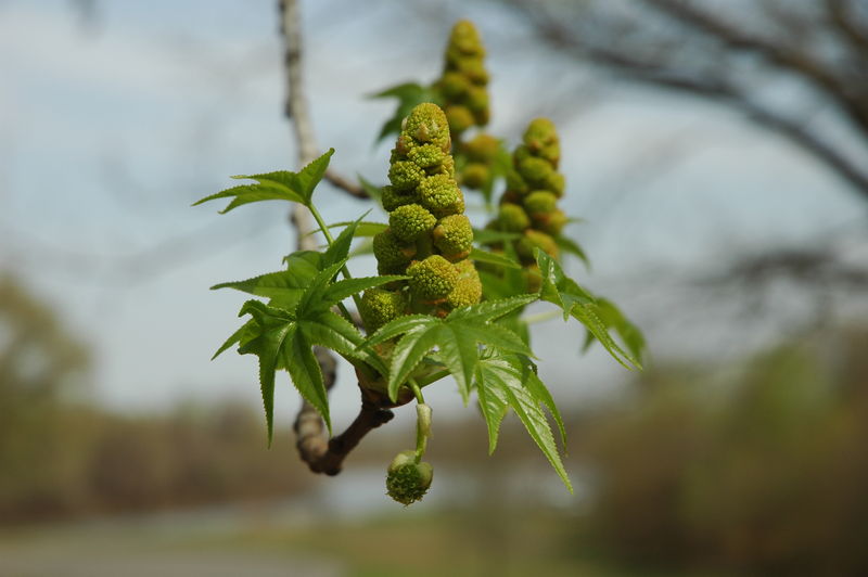 Soubor:Liquidambar styraciflua bloom.JPG