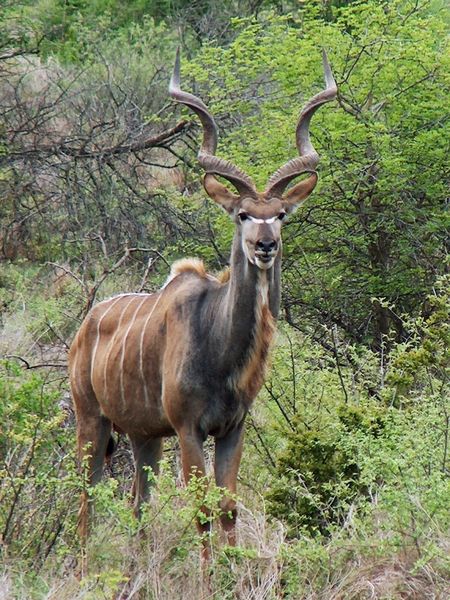 Soubor:Tragelaphus strepsiceros.JPG