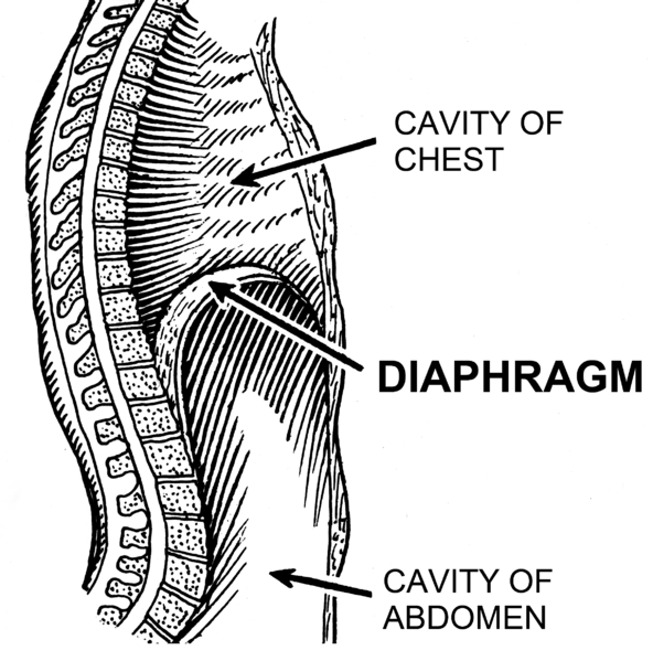 Soubor:Diaphragm (PSF).png