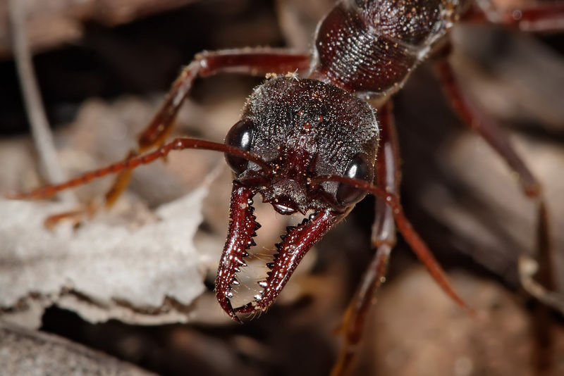 Soubor:Bullant head detail.jpg