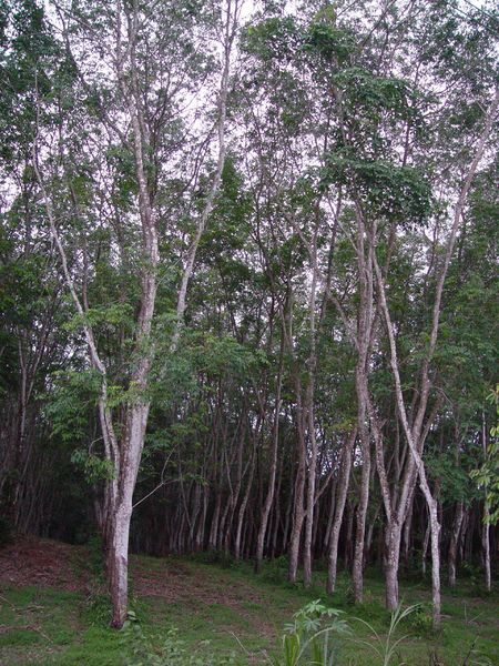 Soubor:Rubber tree plantation.JPG