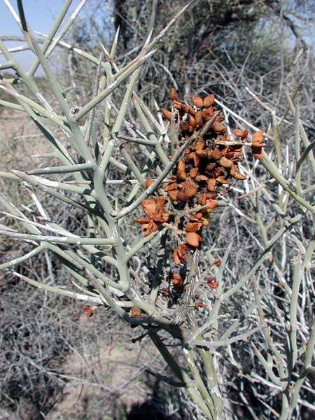 Soubor:Castela emoryi fruit.jpg