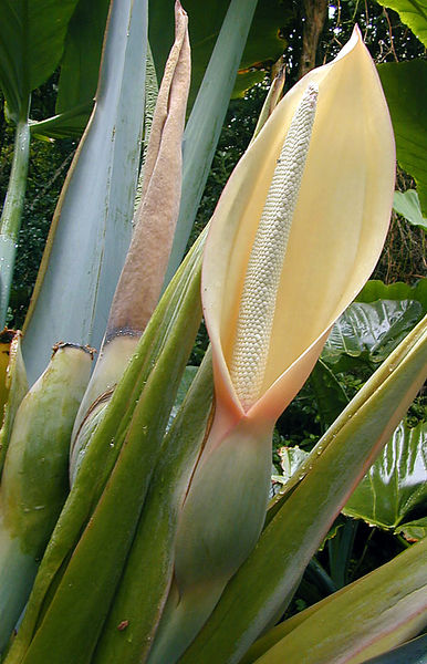 Soubor:Arum flower.jpg