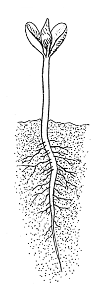 Soubor:Cotyledon (PSF).png