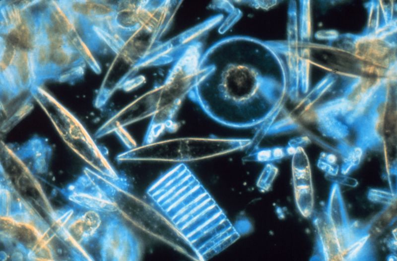 Soubor:Diatoms through the microscope.jpg