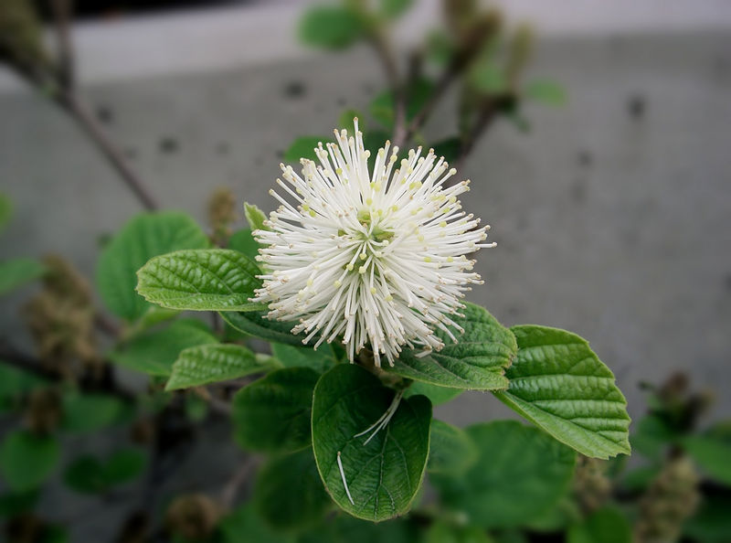 Soubor:Fothergilla major6.jpg