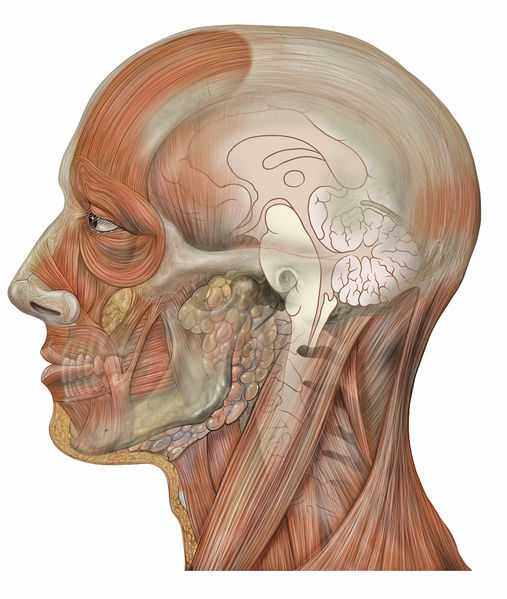 Soubor:Head lateral sagittal brain.jpg