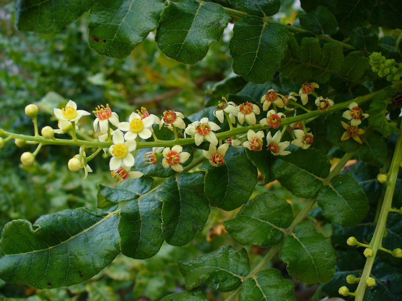 Soubor:Boswellia sacra.jpg