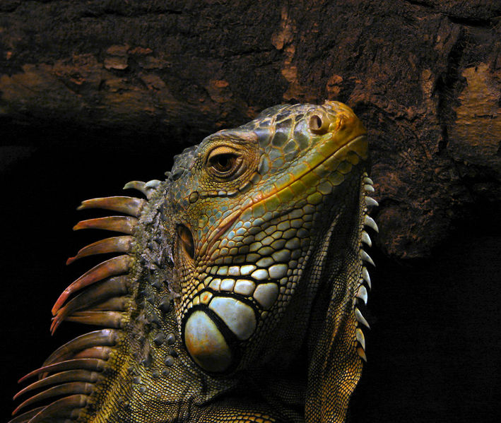 Soubor:PortraitOfAnIguana.jpg