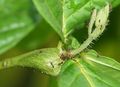 09758-Cordia nodosa-Caura.jpg