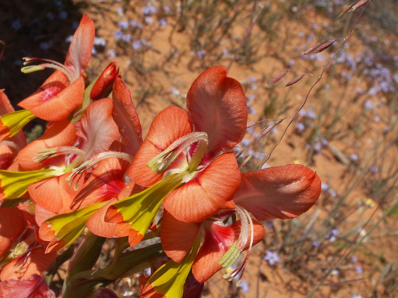 Soubor:Gladiolus alatus nah.JPG