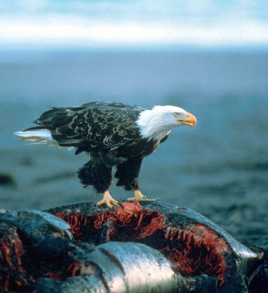 Soubor:Haliaeetus leucocephalus-whale-USFWS.jpg