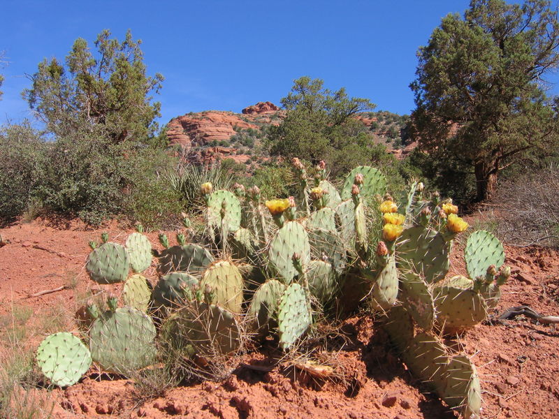 Soubor:Wild wild cacti 02.jpg