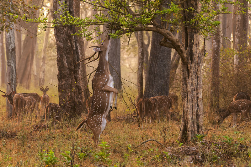 Soubor:Axis axis (Nagarhole, 2010).jpg