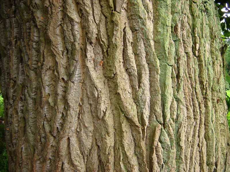 Soubor:Populus-nigra-Havellaendisches-Luch-18-07-2008-259.jpg