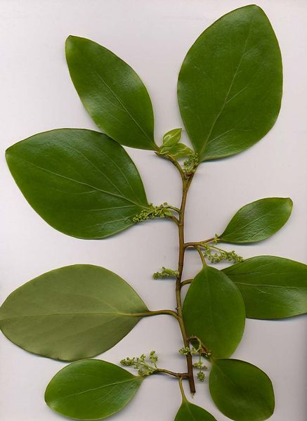 Soubor:Griselinia littoralis.jpg