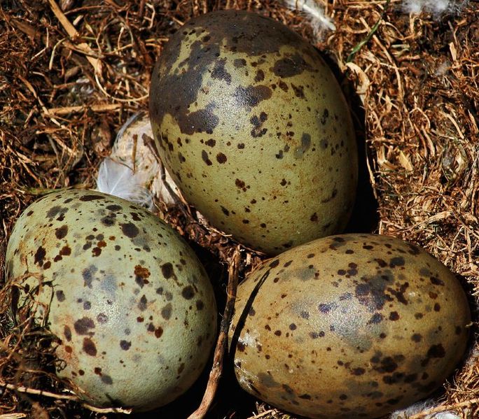 Soubor:Herrig gulls nest.jpg