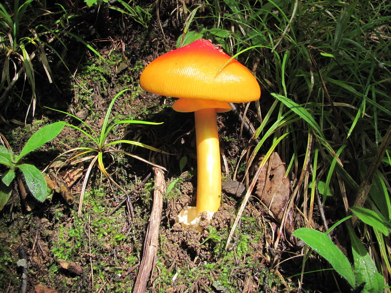 Soubor:Amanita caesarea Sakhalin.JPG