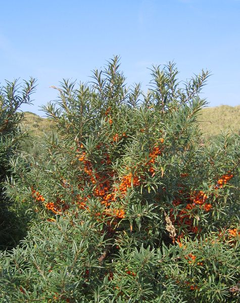 Soubor:Hippophae rhamnoides-01 (xndr).JPG