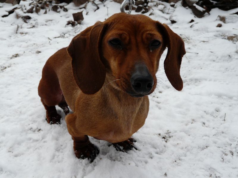 Soubor:Dachshund Julča.jpg