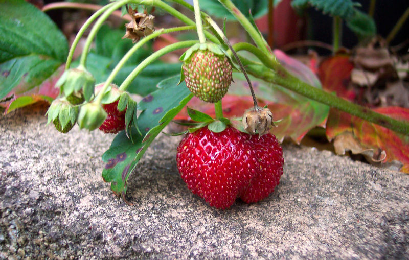 Soubor:Strawberry closeup.jpg