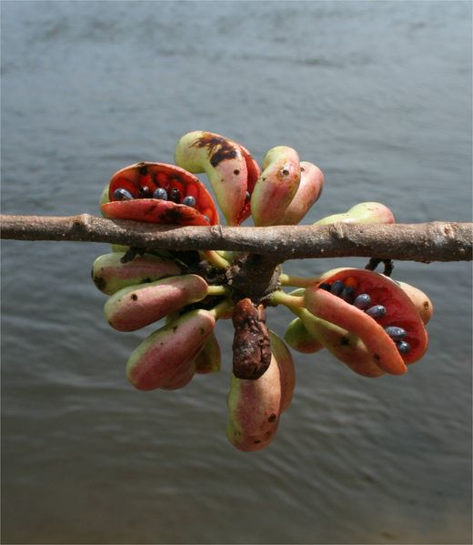 Soubor:Xylopia aromatica-Rio Ventuari-Venezuela.jpg