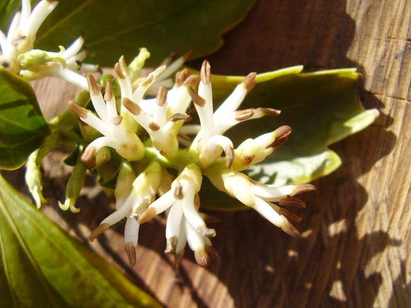 Soubor:Pachysandra terminalis 4.jpg