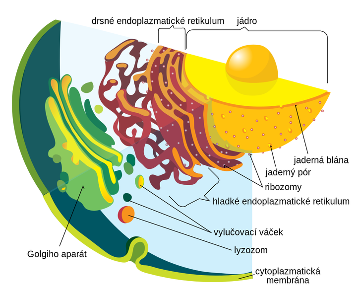 Soubor:Endomembrane system diagram cs.png