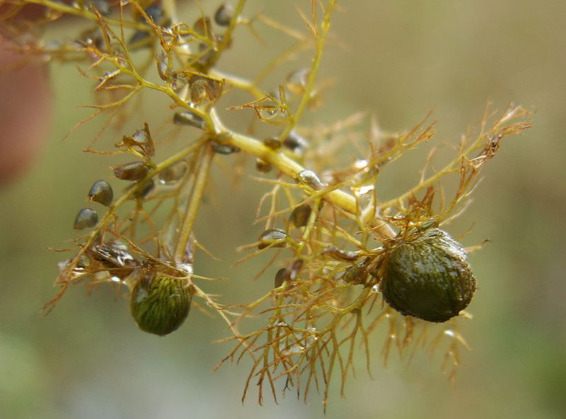 Soubor:Utricularia vulgaris turion kz.jpg