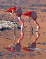 Phoenicopterus jamesi-2007-PSFlickr-3.jpg